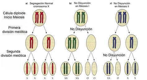 Diagrama comparativo del número de cromosomas en células normales y células HeLa