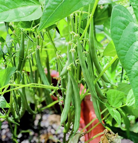 Fotografía de manos cosechando porotos verdes de una planta utilizando tijeras.