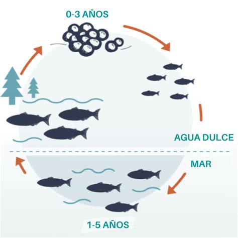 Infografía: Ciclo de vida y rutas migratorias del salmón Chinook en los ríos del sur de Chile.