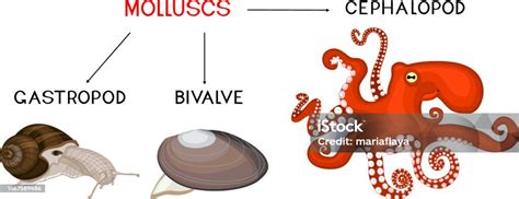 Diagrama comparativo de la anatomía de moluscos (bivalvos, gasterópodos, cefalópodos) y crustáceos (cangrejo, langosta, gamba).