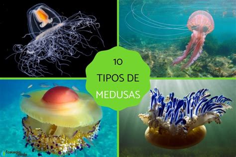 Fotografías de medusas procesadas para consumo y diferentes tipos de algas marinas comestibles.