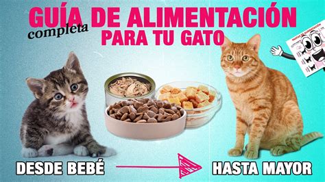 Infografía comparando la dieta de un gato con la humana, destacando la ausencia de dulces en la dieta felina