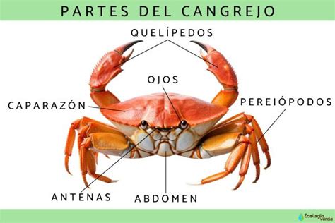 Ilustración detallada de la anatomía básica de un crustáceo frente a un molusco bivalvo.