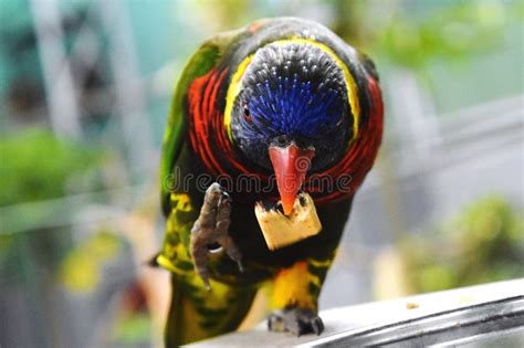 Loro comiendo un trozo de maíz cocido en su jaula