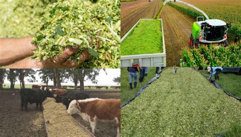Esquema detallado que muestra las etapas del proceso de ensilaje: cultivo, cosecha, compactación y sellado hermético.