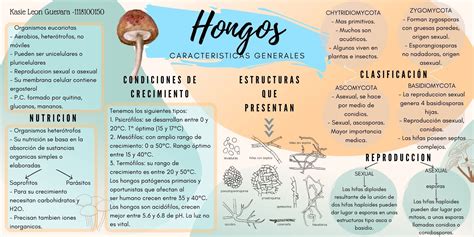 Infografía sobre identificación de hongos: Fusarium (blanco/rosado) frente a Penicillium (azulverdosos).