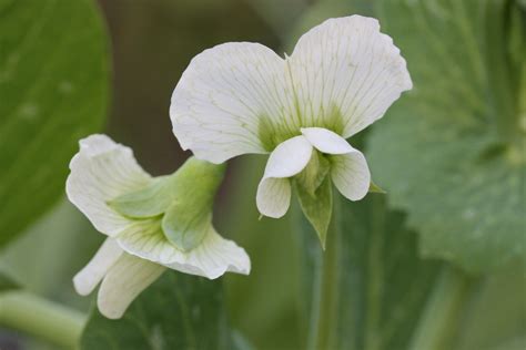 Infografía que muestra la estructura de la planta Pisum sativum y sus principales metabolitos secundarios antioxidantes