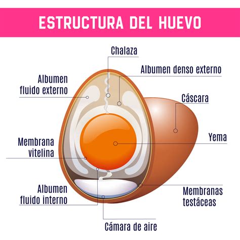 Esquema que muestra la estructura de un huevo resaltando la clara como fuente principal de albúmina y aireación.