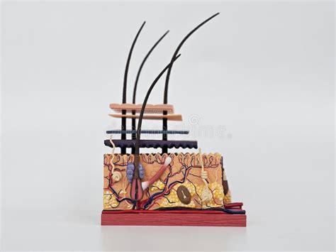 Esquema detallado que muestra la estructura de un tapete de silicona con malla de fibra de vidrio interior y recubrimiento de silicona externa.