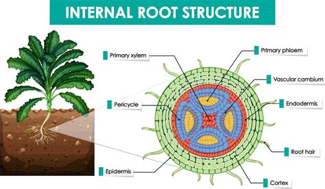 Esquema visual que muestra la estructura de la raíz de cúrcuma y sus principales compuestos activos: curcumina y turmerona.