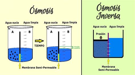 Diagrama que ilustra el movimiento del agua por ósmosis a través de una membrana semipermeable, desde una solución hipotónica hacia una hipertónica.