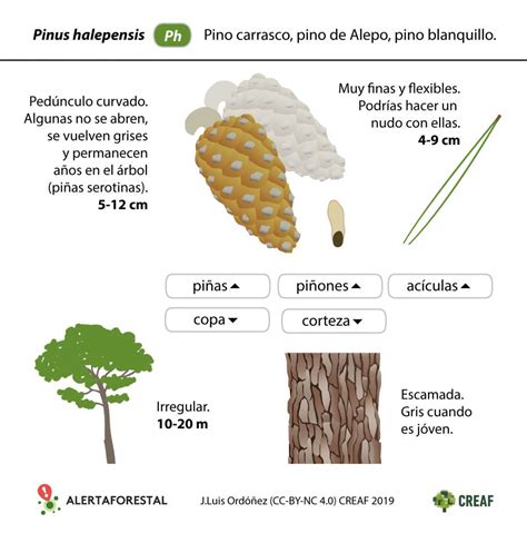 Infografía comparativa de las características de las piñas de pino