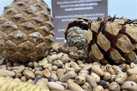 Primer plano de una piña de pino piñonero abierta mostrando los piñones