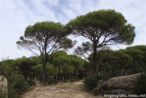 Extenso bosque de pinos piñoneros con copas en forma de sombrilla