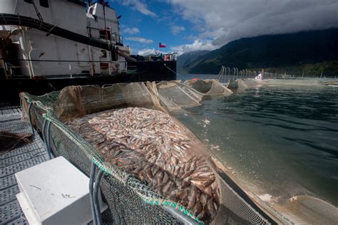 Imagen principal: Retiro de salmones muertos desde los centros de cultivo en fiordo Comau.