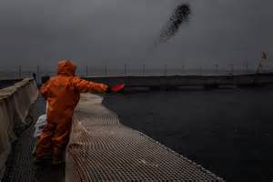 Trabajador alimentando a los salmones.