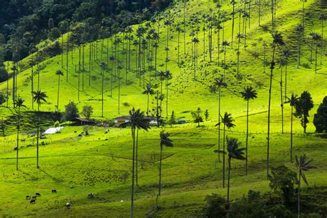 Bosque de Palmas de Cera en el Valle de la Samaria o San Félix
