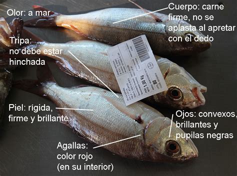 Guía visual: cómo identificar pescado fresco en el mercado y criterios de seguridad para los moluscos.