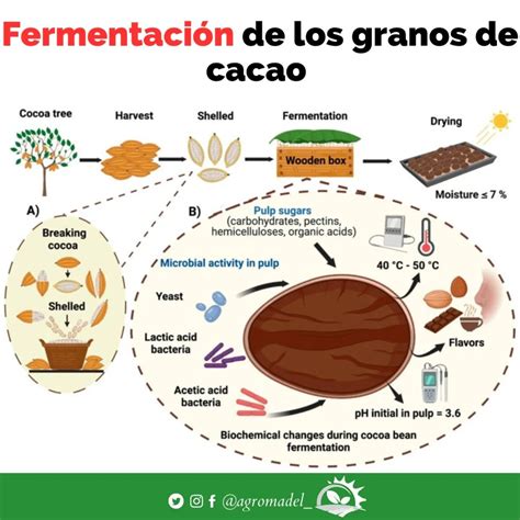 Ilustración de la fermentación y secado de los granos de cacao