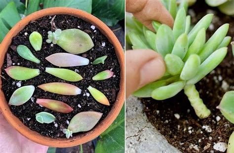 Primer plano de las hojas suculentas y los tallos herbáceos de la Muehlenbeckia complexa.