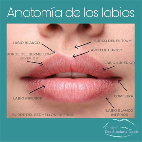 Imagen ilustrativa de la anatomía de los labios humanos y sus capas de piel.