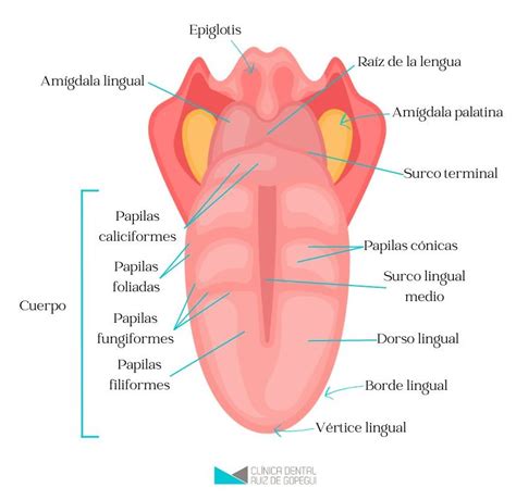Imagen que representa la lengua y sus diferentes partes, con posibles alteraciones.