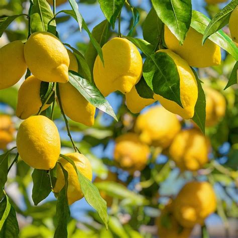 Fotografía de limones frescos Sfusato Amalfitano en una cesta de mimbre con la costa de Sorrento de fondo