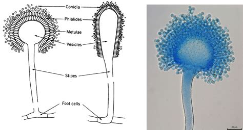 Micrografía o ilustración de hongos comunes que afectan a los vegetales como Aspergillus y Penicillium.