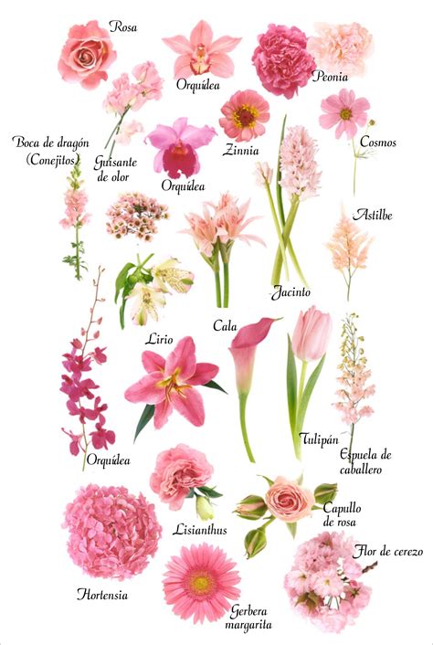 ilustraciones de diversas flores con sus nombres