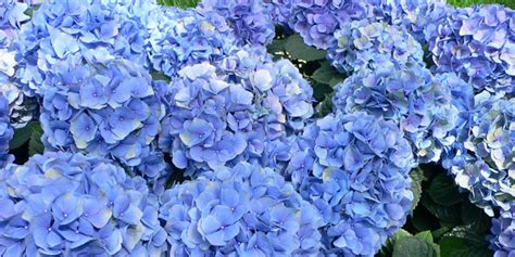 flores azules como hortensias o delfinios