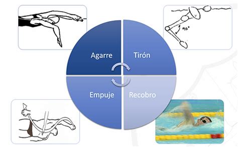 Infografía detallada sobre las fases de la brazada: entrada, agarre, tirón y recobro