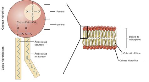 Estructura de los fosfolípidos