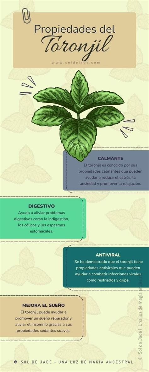Infografía detallando los pasos para preparar té de toronjil con hojas frescas y secas.