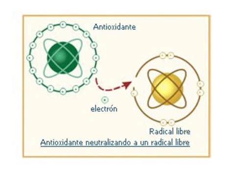 Representación gráfica de moléculas antioxidantes neutralizando radicales libres.