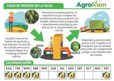 Proceso de machacado de palta con tenedor y condimentos