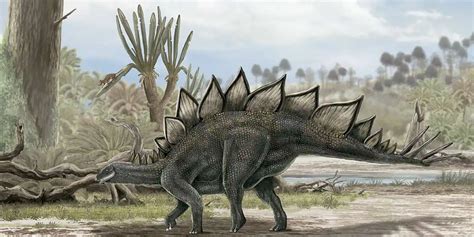 Infografía mostrando la anatomía interna de un dinosaurio herbívoro, destacando el sistema digestivo, cuello y dentición.