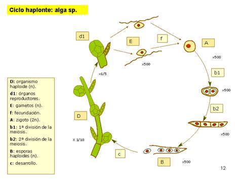 Diagrama de los ciclos de vida de la levadura: haploide, diploide y haplodiplonte.