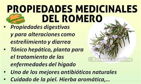 Esquema de las propiedades medicinales del romero