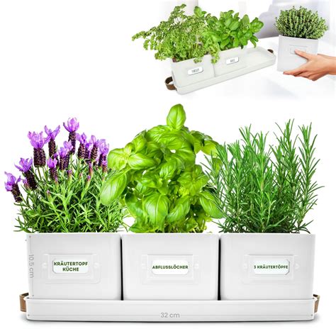 Jardinera con plantas de romero cultivadas en casa