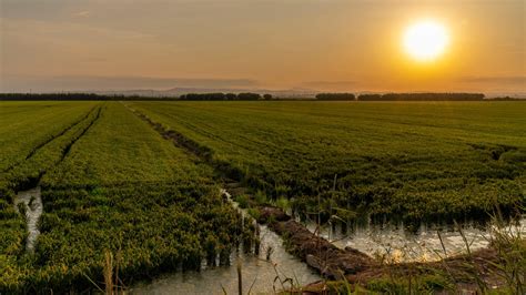 Campo de arroz en La Albufera, Valencia