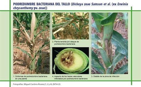 Esquema ilustrativo de los síntomas de pudrición bacteriana del tallo del maíz