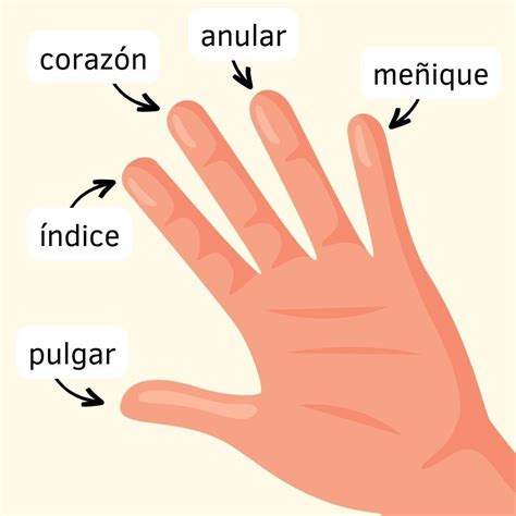 Diagrama mostrando el punto de apoyo correcto de la bandeja en los dedos y el pulgar