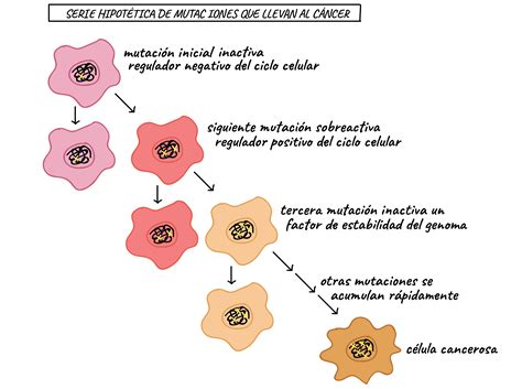 Esquema de las mutaciones genéticas asociadas al cáncer de mama hereditario