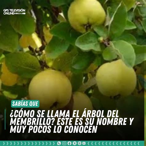 Esquema botánico del árbol de membrillo y su fruto