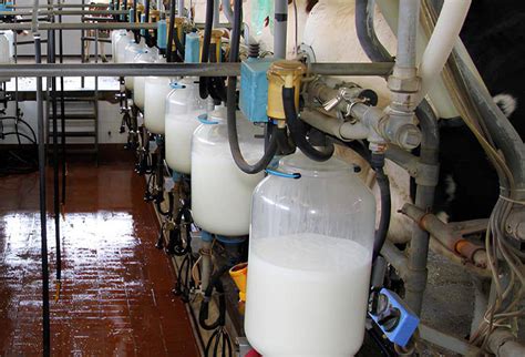 infografía que muestra el flujo completo desde el ordeño de la leche hasta la maduración del queso artesanal