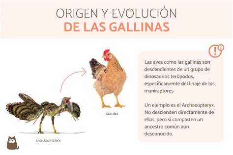 Esquema comparativo entre una gallina en su hábitat natural frente a una gallina de producción industrial