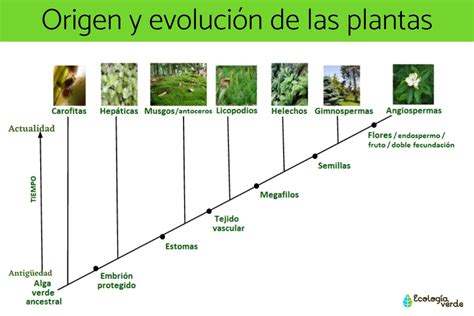 Infografía comparativa: evolución de las plantas del primer juego frente a las nuevas unidades en Plants vs. Zombies 2