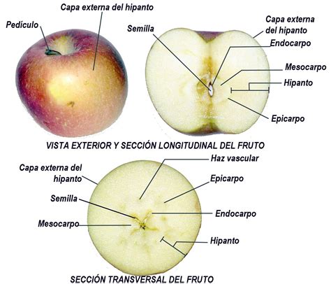 Ilustración de una manzana con sus partes (epicarpio, mesocarpio, semillas)