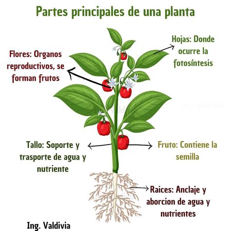 Esquema técnico que muestra las partes principales de una cortadora de papas: palanca, bloque de cuchillas, varilla guía y base con ventosas.