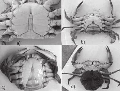 Esquema de las características morfológicas de la jaiba marmola
